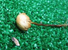 Conócybe siennóphylla, (okrolistna stožka)