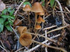 Conócybe subpubéscens, dolgobetna stožka