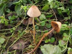 Conócybe ténera, ožlebičena stožka