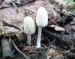 Coprinéllus pallidíssimus, bledi tintovec