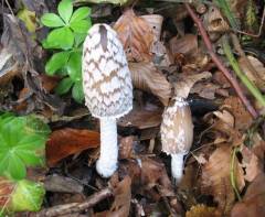 Coprinopsis picácea, pisana tintovka