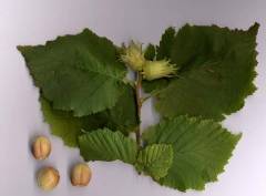 Corylus avellana, navadna leska