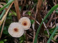 Crinipéllis scabélla, kolobarčasta dlakavka