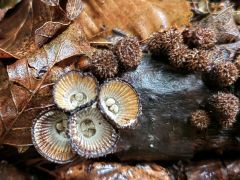 Cýathus striátus, črtkani košek