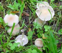 Cyclócybe erébia, nažlebkana topolovka