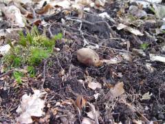 Elaphómyces granulátus, zrnata košutnica