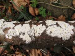 Exidiópsis cálcea, bela lojevka