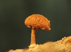 Flammuláster muricátus, rjava vlagoleska