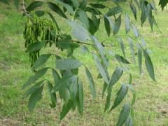 Fraxinus excelsior, beli jesen