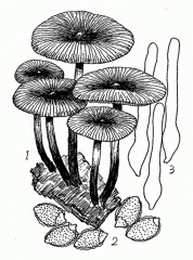 Galerína súlciceps, vrtnarska kučmica
