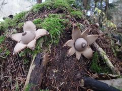 Geástrum ruféscens, rusa zvezdica