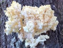 Herícium coralloídes, koralasti bradovec