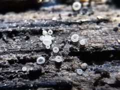 Hyalopeziza millepunctáta, steklenoroba vazica