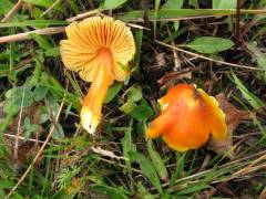 Hygrócybe aurántiospléndens, oranžnordeča vlažnica