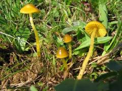 Hygrócybe citrína, citronasta vlažnica