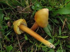 Hygrócybe citrinóvirens, zelenkasta vlažnica