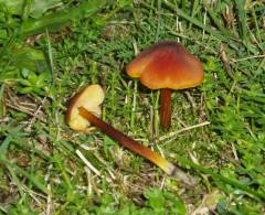 Hygrócybe cónica, koničasta vlažnica