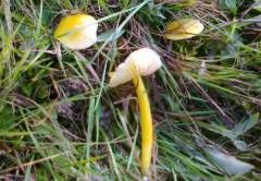 Hygrócybe glutínipes, sluzobetna vlažnica