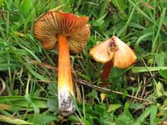 Hygrócybe nigréscens, (črneča vlažnica)