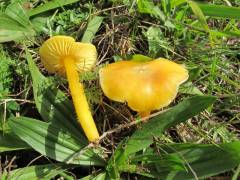 Hygrócybe páracerácea, (polvoskasta vlažnica)