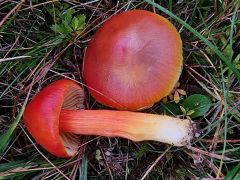 Hygrócybe punícea, velika vlažnica