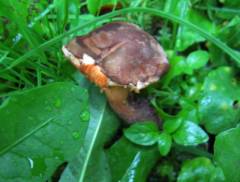 Hygrophorópsis rúfa, rdečkasti lisičkovec