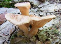 Hygrophorópsis ruféscens, dišeči lisičkovec