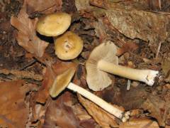 Inócybe fibrosoídes, sivolistna razcepljenka