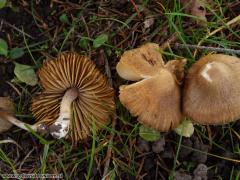 Inócybe nitidiúscula, Friesova razcepljenka