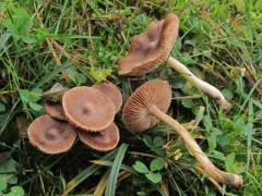 Inócybe phaeoléuca, rjavobetna razcepljenka