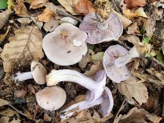 Lepísta glaucocána, bledovijoličasta kolesnica