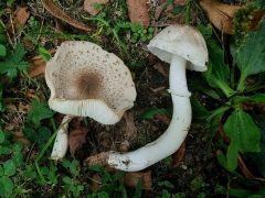 Leucoagáricus bárssii, korenčasti kukmakovec