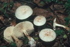 Leucócybe cándicans, opredena svetloglavka