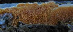 Leucogyróphana mollúsca, (oranžni lesožer)