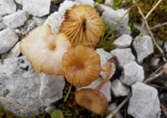 Lichenomphália umbellífera, mahovna lišajnica