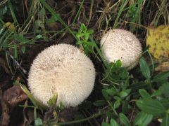 Lycopérdon nigréscens, smrdeča prašnica