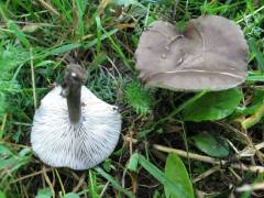 Melanoléuca brévipes, kratkobetna gostolistka