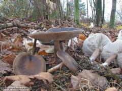 Melanoléuca polioléuca, pegasta gostolistka