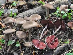 Melanophýllum haematospérmum, bodičasta temnolistka