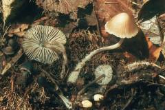 Mycéna flós-nívium, ivjebetna čeladica