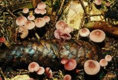 Mycéna rosélla, rožnata čeladica