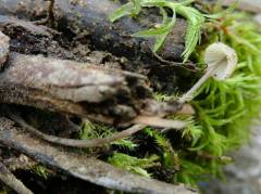 Mycena vítilis, dolgobetna čeladica