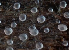 Orbília crenatomargináta, nazobčana oblovka