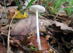 Oudemansiélla hygrophoroídes, (belkasta širokolistka)