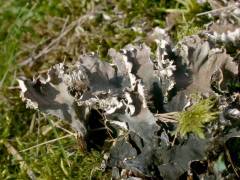 Peltigera hymenina, opnasta peltigera