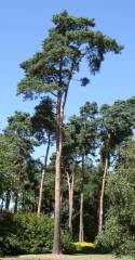 Pinus silvestris, rdeči bor