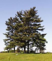 Pinus strobus, zeleni bor