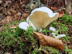 Pleurocybélla pórrigens, zleknjena školjkarica