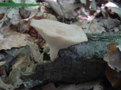 Polýporus tuberáster, gomoljavi luknjičar