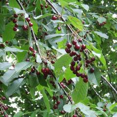 Prunus avium, češnja